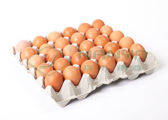 Layar Sentuh Rotary Type Pulp Moulding Line Produksi Membentuk Fruit Tray